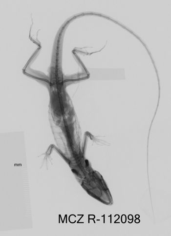 Media type: image;   Herpetology R-112098 Aspect: dorsoventral x-ray
